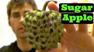 Sugar Apple Review  Weird Fruit Explorer  Ep 68 [upl. by Trebloc]