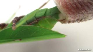 Oxyopsis gracilis lays an ootheca [upl. by Magas]