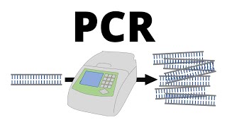 How PCR Polymerase Chain Reaction works explained in 1 minute [upl. by Atika]