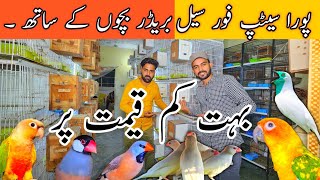 New update Java Breedar Pair  Golden Finch  Bohat Kam Rate lahorientertainmentchannel [upl. by Cass507]