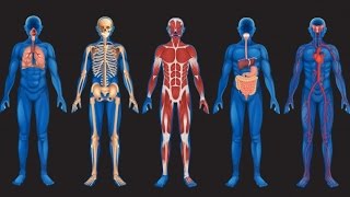 Anatomie si fiziologie Organe structuri anatomice  Corpul uman [upl. by Cown]