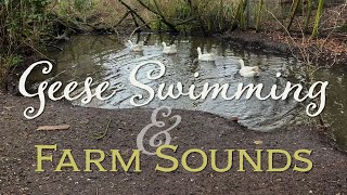 EXTRA VLOG  Geese Swimming amp Relaxing Farm Sounds no music [upl. by Alliuqet]