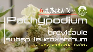 Pachypodium brevicaule subsp leucoxanthum [upl. by Yreffoeg]