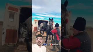 PromovariCaiRomania cai horse stallion calalexandradelahidalgoshortsshortsvideo 112 [upl. by Nohtahoj]