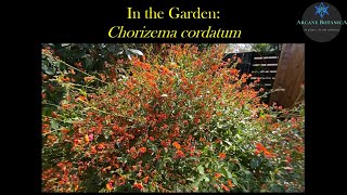 In the Garden  Chorizema cordatum Heartleaved Flame Pea [upl. by Mandie]