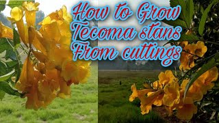 How to Grow Tecoma stans From cuttings  Yellow Bell Trumpet bushes ٹکوما  Gardening and Junk Art [upl. by Rosenwald]