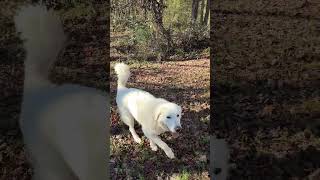 The great Pyrenees guard dog is massive compared to the coyote [upl. by Sonny]