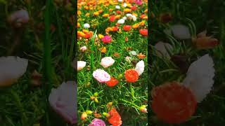 Beautiful portulaca moss rose flowering tips at farm gardenflower shorts [upl. by Arlana]