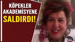 KÖPEKLER AKADEMİSYENE SALDIRDI [upl. by Lancelle]