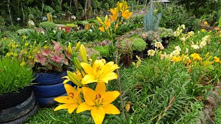 Muitas flores no meu jardim Um lírio de tirar o fôlego [upl. by Kcirddor]