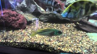 Buccochromis Nototaenia KGTropicals Favorite African Cichlid whats yours [upl. by Baynebridge]