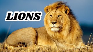 Lions for Children  Lions for Kids  Types Characteristics Habitat Facts  Learn All About Lions [upl. by Nicoline]