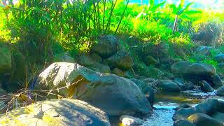 Soothing Stream 10 Hours of Babbling Brook Sounds for Relaxation and Meditation [upl. by Sandy193]