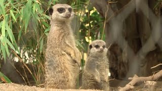 Rapidinha do suricate sebosim [upl. by Poliard851]