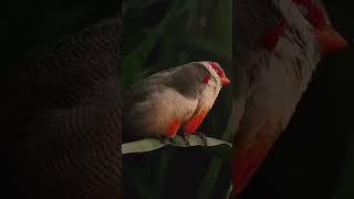 The Sweetest Waxbill Love Affair You’ll See Today [upl. by Nodnyl]