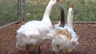 2 Geese Breeding at Saynora Farms [upl. by Aitsirt]