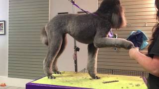 Poodle grooming Kennel clip [upl. by Eiffub185]