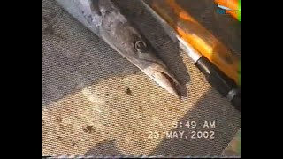 Pesca a traina al Barracuda mediterraneo con laguglia viva [upl. by Ban]