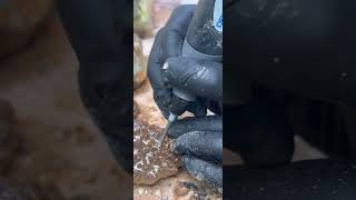 Part 2 of removing calcite and hard clay from druzy crystals everyone whoyourenemy crystals [upl. by Yatnwahs125]