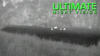 Spotting Hogs at 500 Yards with the Pulsar HD19A Thermal Monocular [upl. by Dualc]