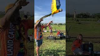 Macaw Bird amp African Grey Parrot Free Flight viral freeflight viralvideo trending ytshorts [upl. by Neri631]