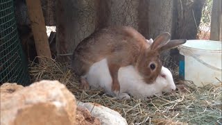 Rabbits 🐰 mating [upl. by Luigi]