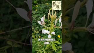 Aprende a identificar la planta conocida como Bigotes de Gato [upl. by Chappie]