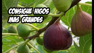 5 Consejos para unos Higos mas Grandes  Huerta Orgánica [upl. by Merari]