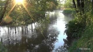 A beautiful river and gentle nature Water murmurs birds sing background sounds for relax [upl. by Samala935]