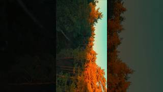 🦉Tawny Owl is flying between the trees during sunset 🍂 birdflight drone calming owl [upl. by Ecneret]