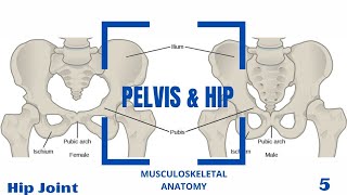 Hip Joint Ligaments amp Movements [upl. by Rapp]