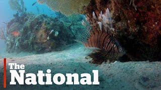 Lionfish threaten Atlantic Ocean ecosystem [upl. by Derick392]