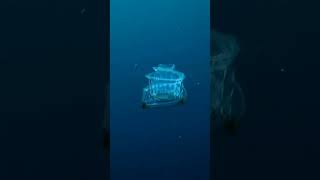 Venus Girdle ocean diving jellyfish scubadiving sea viralshort viralvideo trending [upl. by Kensell541]