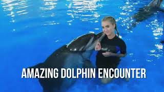 Amazing Dolphin Encounter  Swim with Dolphins  Fun Activities in Dubai [upl. by Zetnauq]