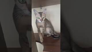 Cat cafe in Bangladesh Dinajpur shorts cat catlover [upl. by Wallace]