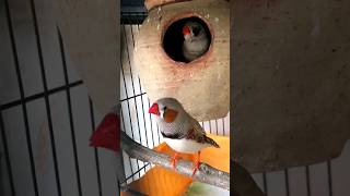 Male zebra finch singing 👌🥰 Finch sound  zebrafinch finch youtubeshorts birds shorts bird [upl. by Ardnnaed]