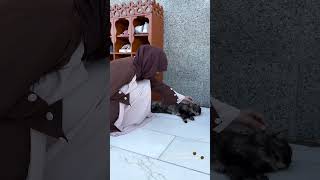 Cat in Saudi Arabia 🥺saudiarabia cats shorts [upl. by Engedi]