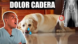 ¿Cómo se CURA la displasia de CADERA en perros [upl. by Tena]