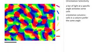 OSSM Neuro Chapter 10  Visual Processing in V1 [upl. by Karsten]