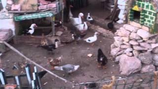 Duck Village Manoel Island Malta [upl. by Burlie]