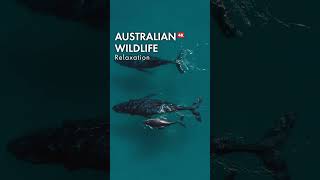 Australian Wildlife in 4K  Natures Beauty [upl. by Anyd]