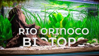 Rio Orinoco Biotope  Low Tech Aquascape [upl. by Acsecnarf171]