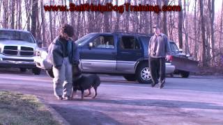 Rottweiler Personal Protection Training K91com [upl. by Adli563]