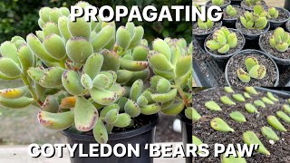 Propagating Cotyledon Tomentosa Bears Paw [upl. by Isidora]