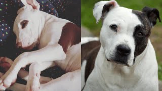 Pitbulls Being Wholesome EP21  Funny and Cute Pitbull Compilation [upl. by Halette]