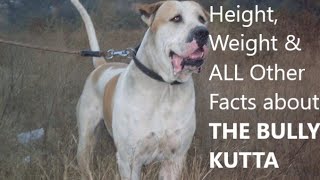 Bully kutta facts height weight history price in India [upl. by Torrin555]