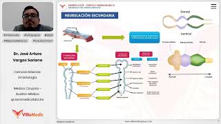 Desarrollo del sistema nervioso  Neurulación secundaria [upl. by Ayhdiv749]