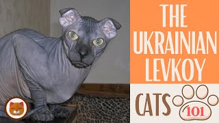 🐱 Cats 101 🐱 UKRAINIAN LEVKOY CAT  Top Cat Facts about the UKRAINIAN LE [upl. by Suoivatra]