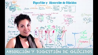 Digestión y Absorción Glúcidos [upl. by Kev289]