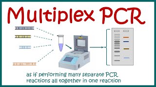 Multiplex PCR [upl. by Delphine]